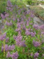 /album/plantas/sdc12676-jpg/