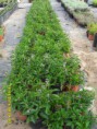 /album/plantas/sdc12677-jpg/