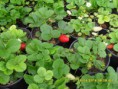 /album/plantas/sdc12678-jpg/