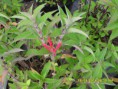 /album/plantas/sdc12679-jpg/