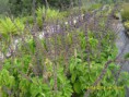 /album/plantas/sdc12680-jpg/