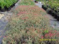 /album/plantas/sdc12681-jpg/