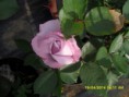 /album/plantas/sdc12682-jpg/