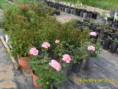 /album/plantas/sdc12683-jpg/