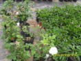 /album/plantas/sdc12684-jpg/